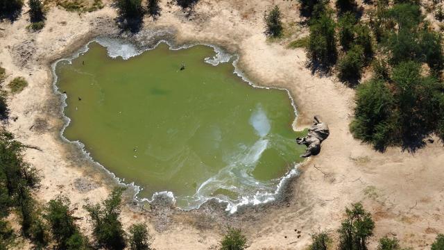 22 กันยายน 2563 นักวิทย์ได้คำตอบ “ไซยาโนแบคทีเรีย” ต้นเหตุทำช้างบอตสวานาตาย ๓๓๐ ตัว, Whale Energy Station