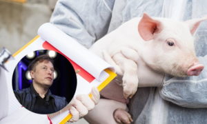 อีลอน มัคส์ทดลองฝังไมโครชิพในสมองหมูหวังช่วยแก้ปัญหาโรคระบบประสาทของมนุษย์, Whale Energy Station