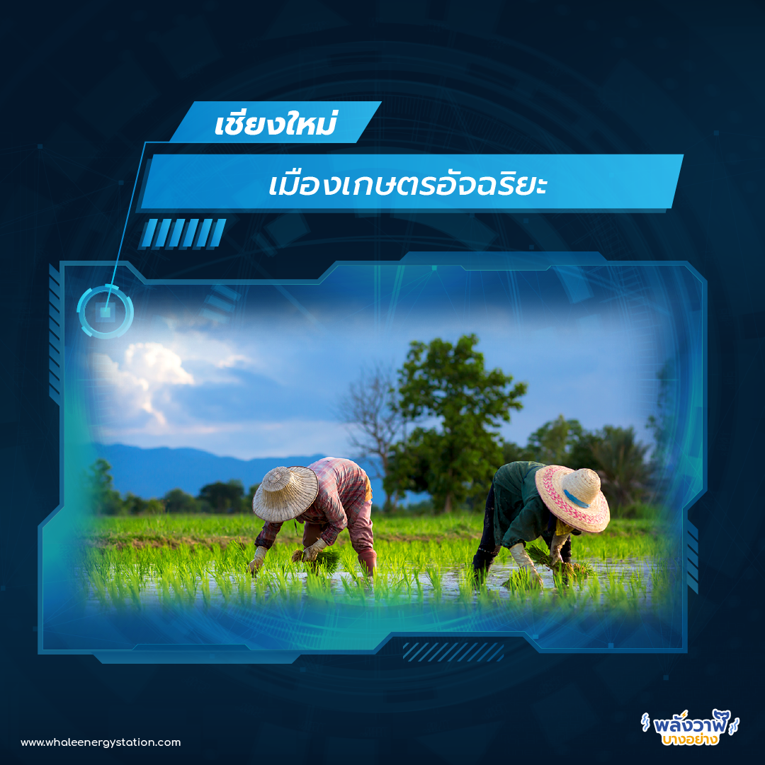 Smart City ในไทยมีที่ไหนบ้าง?, Whale Energy Station