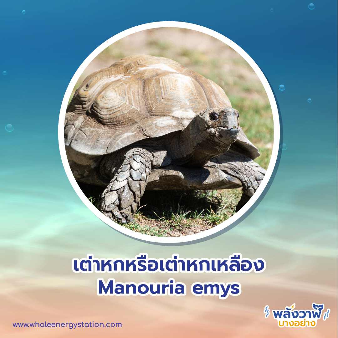 วันเต่าโลก 23 พฤษภาคม 2564 พี่วาฬพาไปดู…เต่า 9 ชนิดถูกยกให้เป็นสัตว์ป่าคุ้มครอง, Whale Energy Station