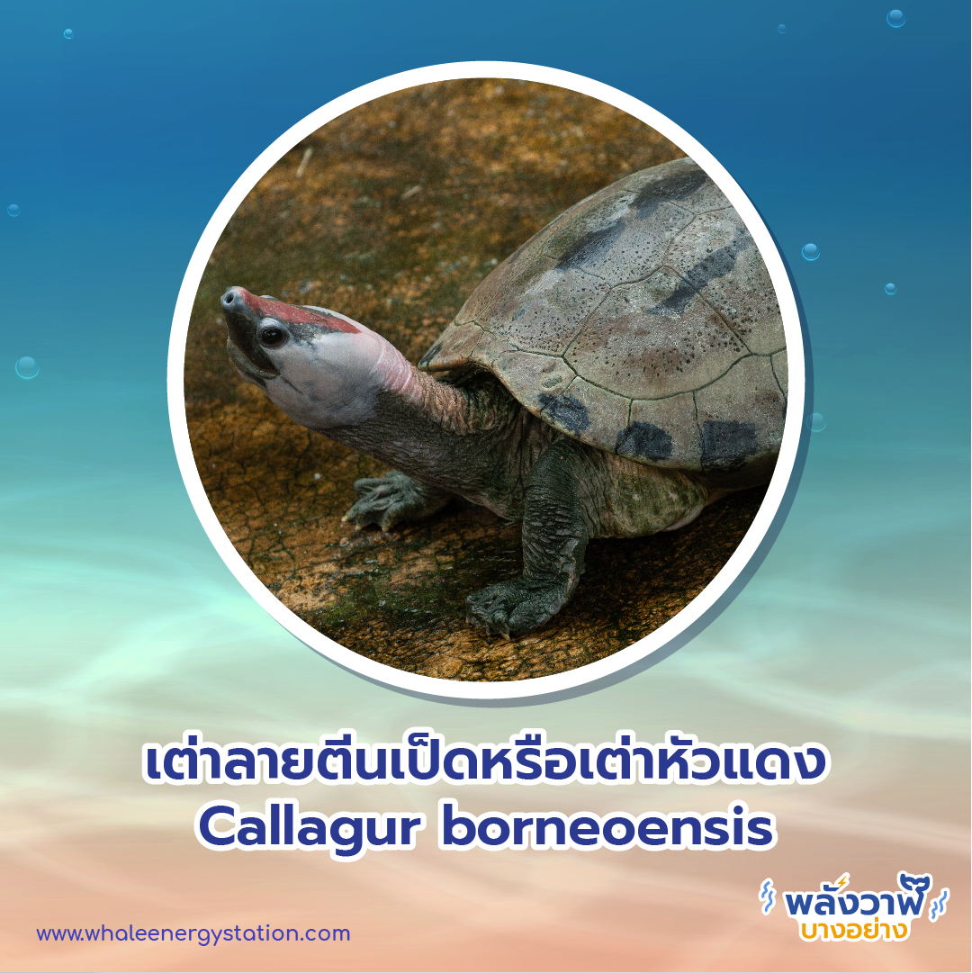 วันเต่าโลก 23 พฤษภาคม 2564 พี่วาฬพาไปดู…เต่า 9 ชนิดถูกยกให้เป็นสัตว์ป่าคุ้มครอง, Whale Energy Station