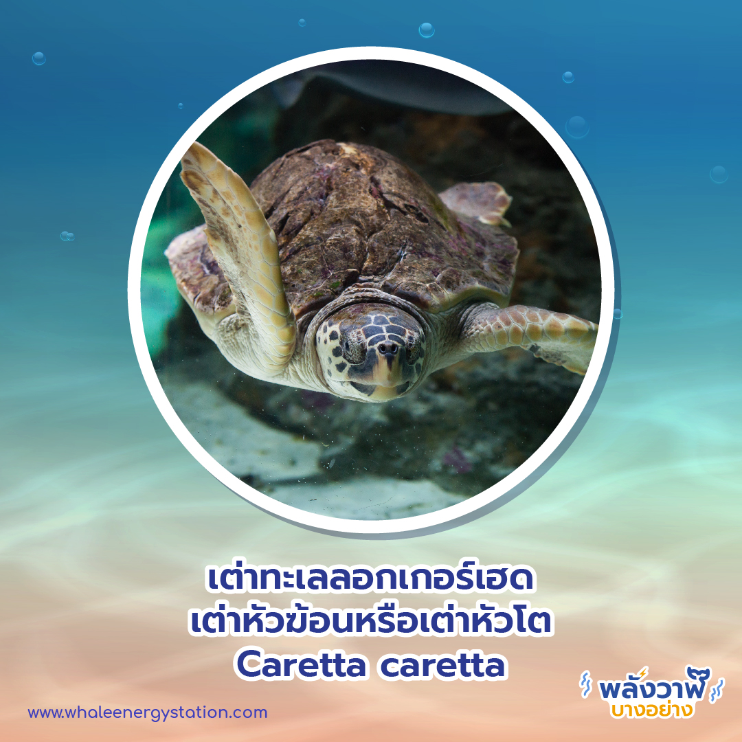 วันเต่าโลก 23 พฤษภาคม 2564 พี่วาฬพาไปดู…เต่า 9 ชนิดถูกยกให้เป็นสัตว์ป่าคุ้มครอง, Whale Energy Station