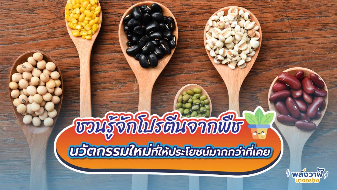 โปรตีนจากพืช