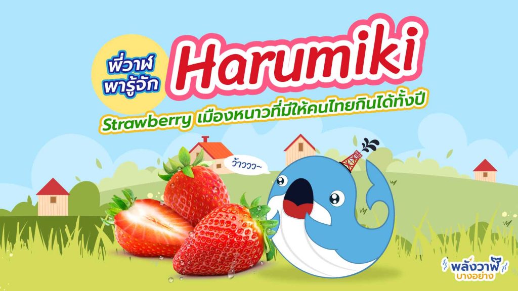 พี่วาฬพารู้จัก Harumiki Strawberry เมืองหนาวในไทยที่มีให้กินทั้งปี, Whale Energy Station
