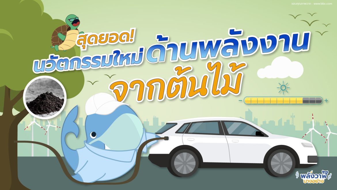 สุดยอด! นวัตกรรมใหม่ด้านพลังงาน จากต้นไม้