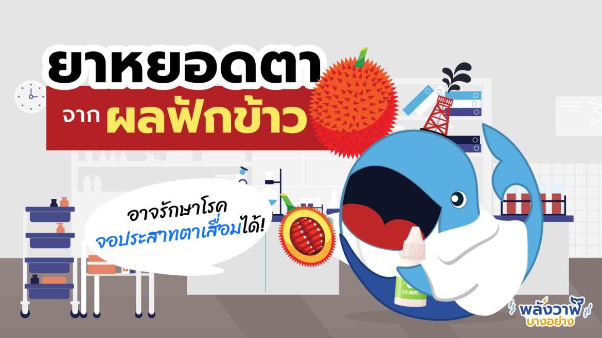 ยาหยอดตาจาก ผลฟักข้าว อาจรักษาโรคจอประสาทตาเสื่อมได้!