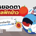 ยาหยอดตาจาก ผลฟักข้าว อาจรักษาโรคจอประสาทตาเสื่อมได้!, Whale Energy Station