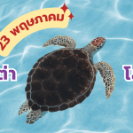 23 พฤษภา สุขสันต์วันเต่าโลก, Whale Energy Station