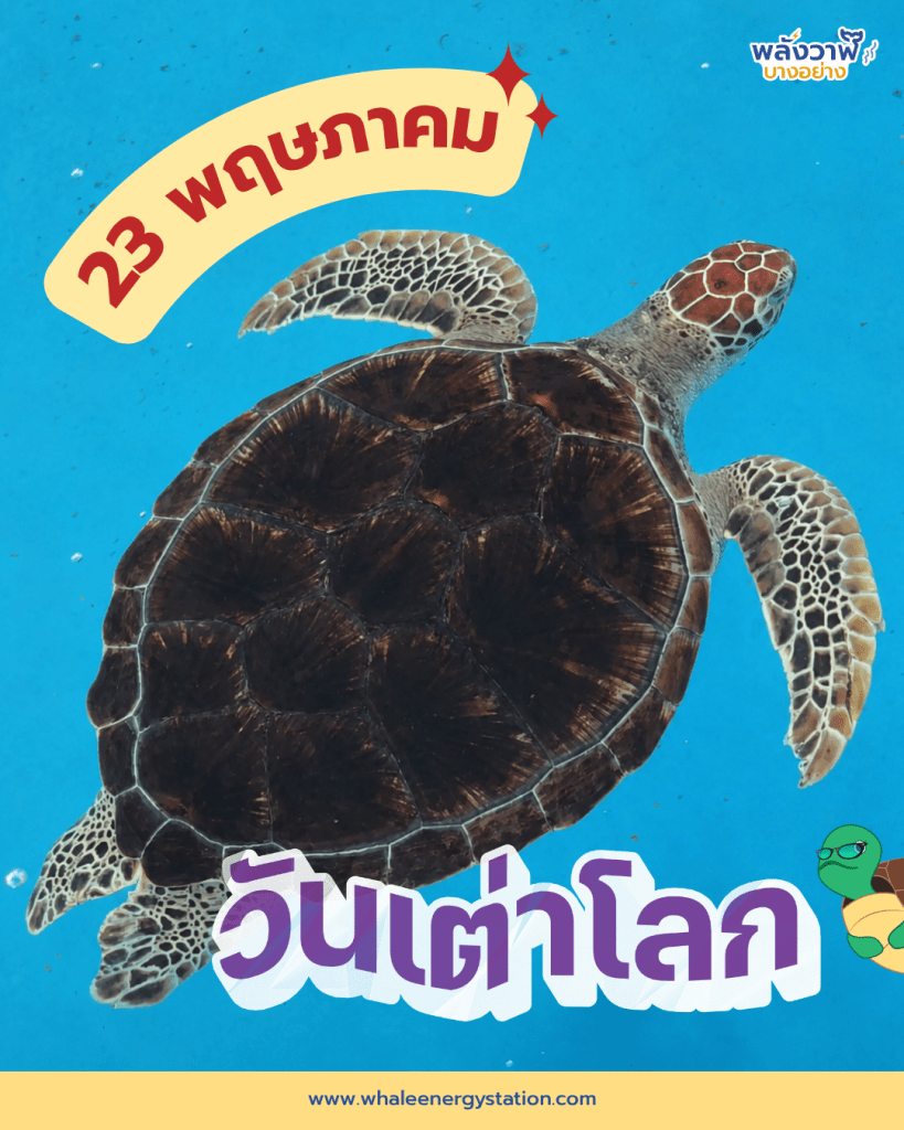 23 พฤษภา สุขสันต์วันเต่าโลก, Whale Energy Station